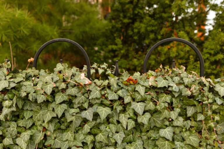 Unkraut vom Nachbarn – Efeu wuchert über einen Gartenzaun