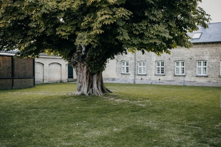 Blauglockenbaum Wurzelsperre: Notwendig oder überflüssig? Blauglockenbaum Wurzelsperre – großer Baum auf einer Rasenfläche nahe Gebäuden