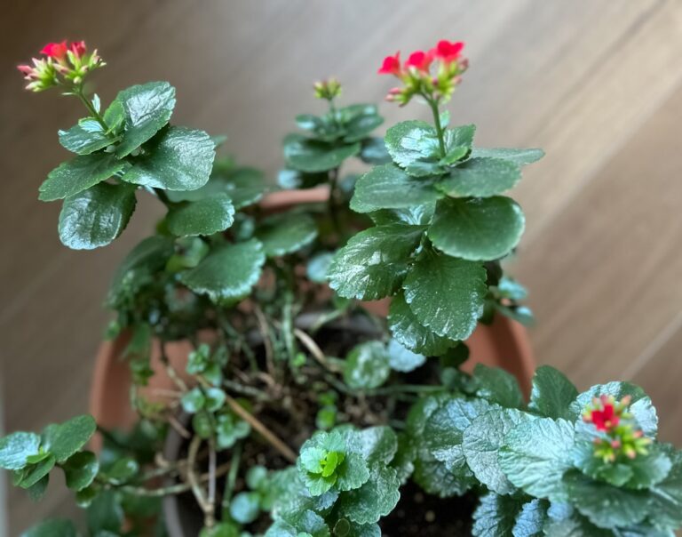 Kalanchoe wächst nur in die Höhe: Ursachen und Pflege-Tipps Kalanchoe wächst nur in die Höhe – blühende Kalanchoe-Pflanze mit roten Blüten und grünen Blättern