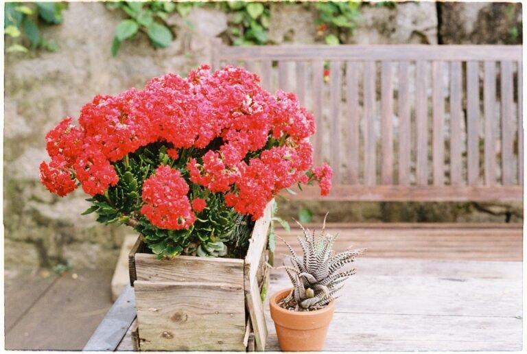 Kalanchoe wächst nur in die Höhe – blühende Kalanchoe im Holztopf