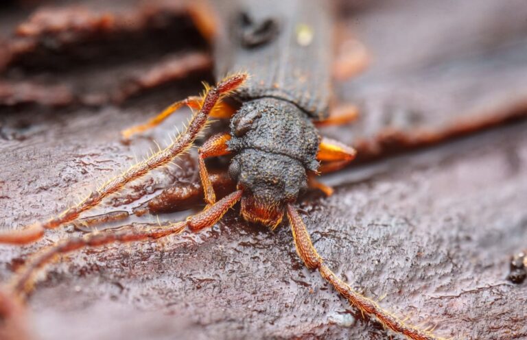 Kleine braune Käfer in der Wohnung: So erkennst und bekämpfst du sie Kleine braune Käfer in der Wohnung – Nahaufnahme eines Käfers