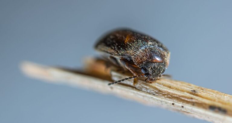Kleine braune Käfer in der Wohnung – Nahaufnahme eines kleinen braunen Käfers