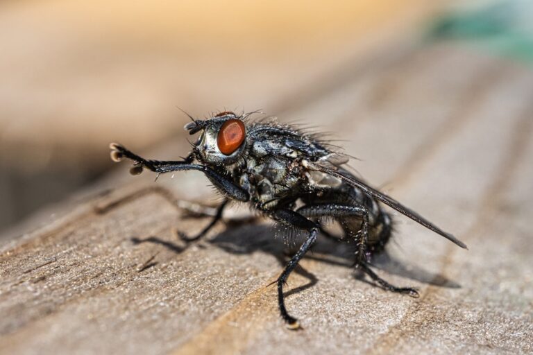 Schmeißfliegen Nest finden und richtig entfernen Schmeißfliegen Nest finden – Nahaufnahme einer Fliege