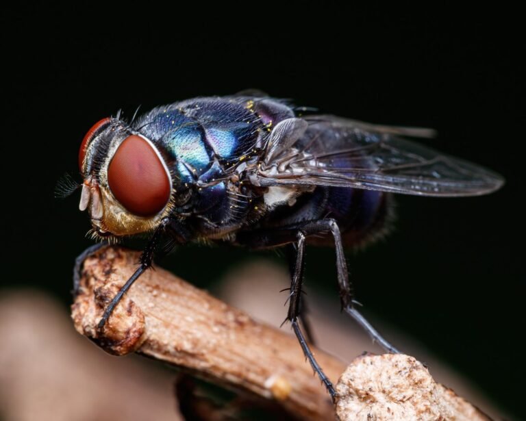 Schmeißfliegen Nest finden – Schmeißfliege in Nahaufnahme