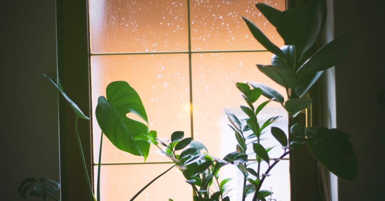 Sonnenschutz Pflanzen Fensterbank – Zimmerpflanzen am Fenster mit Sonnenlicht