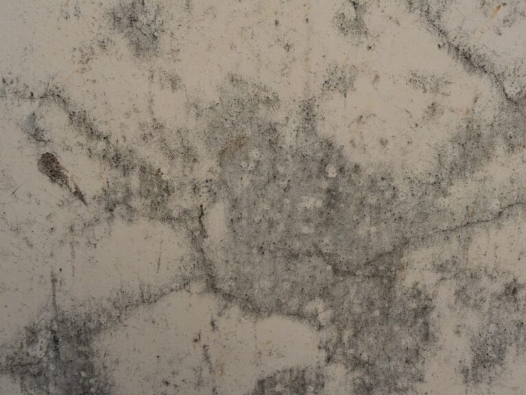 Staubläuse Nest finden – Feuchtigkeit als Ursache