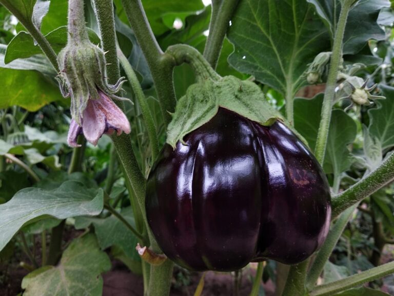 Aubergine überwintern: So klappt es drinnen aubergine überwintern – Auberginenfrucht am Strauch vor der Einwinterung