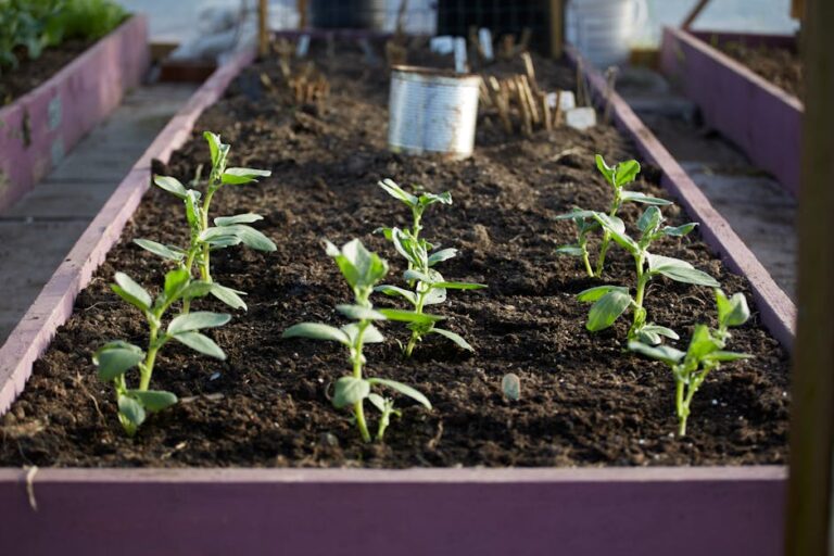 Beet mauern – gemuertes Hochbeet mit Pflanzen im Garten