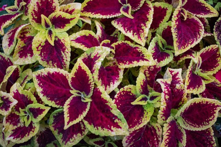 Buntnessel überwintern: So gelingt es Buntnessel überwintern – Coleus mit bunten Blättern in Nahaufnahme