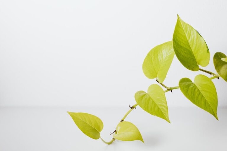 Efeutute mit gelben Blättern: Ursachen und Lösungen Efeutute gelbe Blätter – Epipremnum aureum Zimmerpflanze mit sattgrünen Blättern