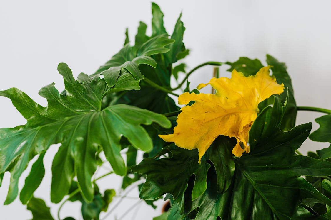 Efeutute gelbe Blätter Ursachen – Blatt einer Zimmerpflanze mit Verfärbungen