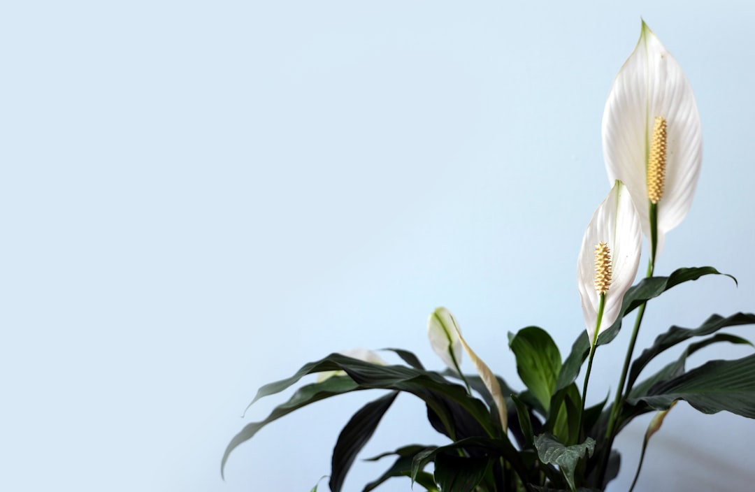 Einblatt gelbe Blätter – Spathiphyllum Peace Lily mit weißer Blüte als gesunde Referenz