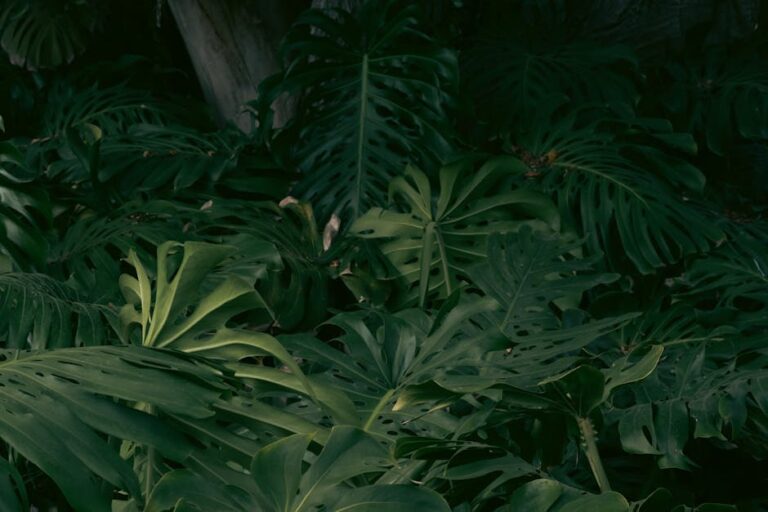 Monstera bekommt braune neue Blätter – Nahaufnahme Monstera-Blätter in dramatischem Licht