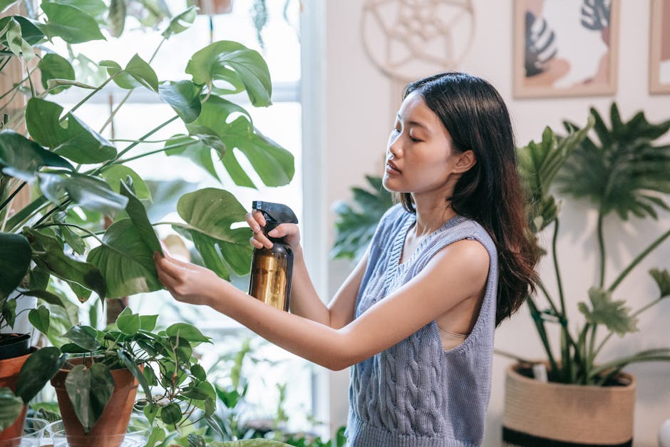 Monstera bekommt braune neue Blätter – Pflege mit Sprühflasche zur Erhöhung der Luftfeuchtigkeit