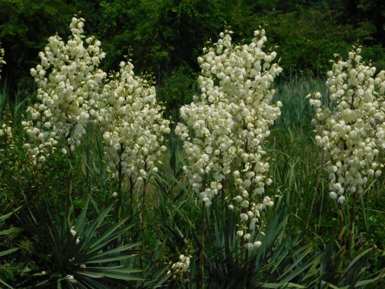 Palmlilie blüht nicht – Yucca-Pflanze mit weißen Blüten im Garten