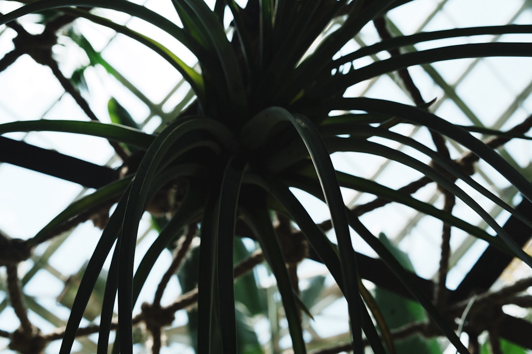 Palmlilie blüht nicht – Yucca-Pflanze mit charakteristischen Blättern im Garten