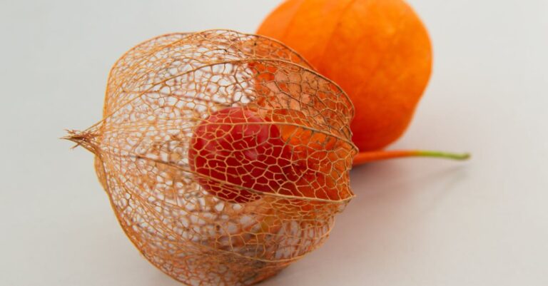 Physalis nachreifen lassen – orangefarbene Physalis-Frucht mit Lampionhülle