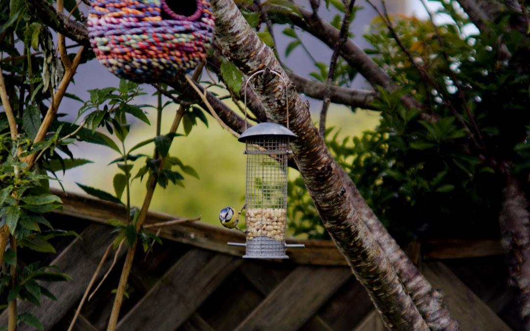 Tauben im Garten fernhalten – Vogel an Futterstation im Garten