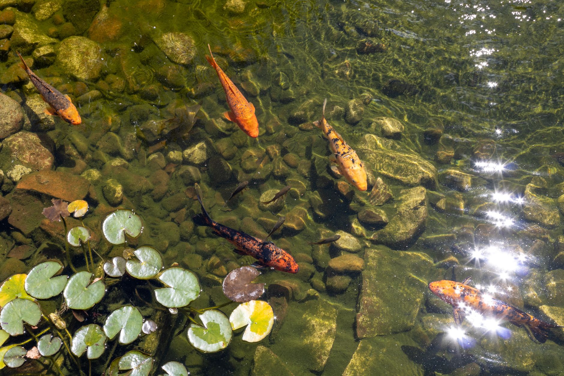 Gartenteich anlegen – Fische schwimmen in einem klaren Gartenteich