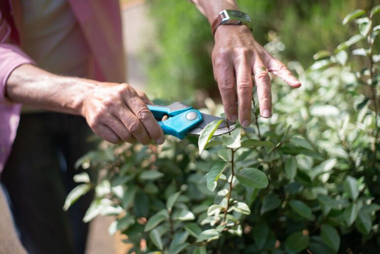 Werkzeug schärfen – Schneiden mit der Gartenschere an einer Pflanze