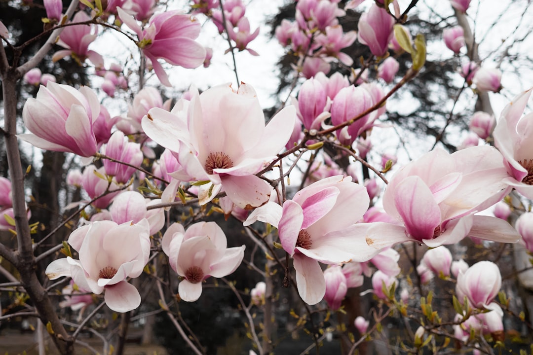 Magnolie zu gro&szlig; geworden - bl&uuml;hende Magnolie im Fr&uuml;hling