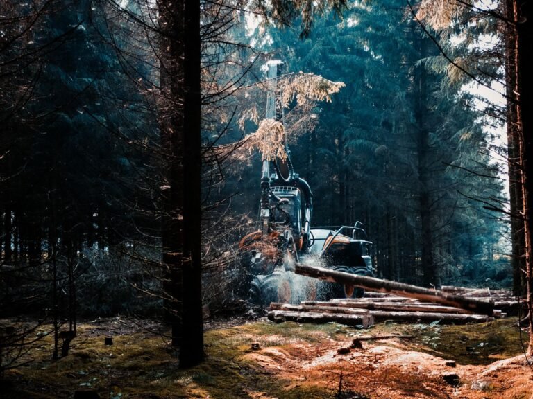 Forstmulcher – Forstmaschine bei der Arbeit im Wald